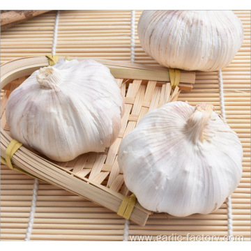 2020 market fresh garlic price